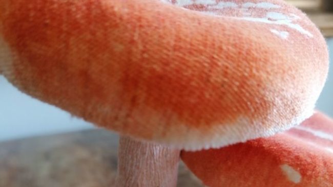 scheidenpilz-800×450