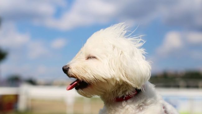 hund im wind mit geschlossenen augen